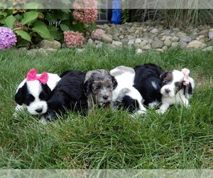 Cockapoo Litter for sale in MILLERSBURG, OH, USA