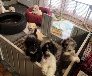 Poodle (Standard) Litter for sale in MOORESVILLE, NC, USA