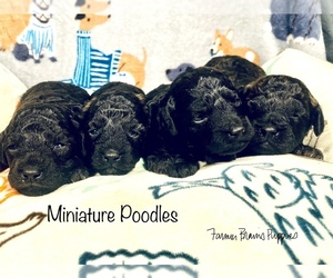 Poodle (Miniature) Litter for sale in SEDALIA, MO, USA