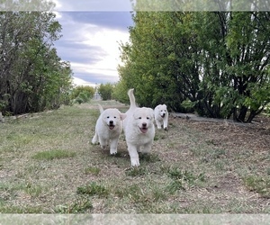 Anatolian Shepherd-Great Pyrenees Mix Litter for sale in CONRAD, MT, USA