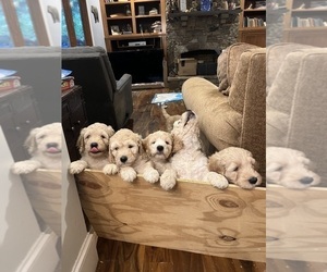 Goldendoodle Litter for sale in SALISBURY, NC, USA