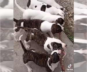 American Bulldog Litter for sale in FORT MADISON, IA, USA