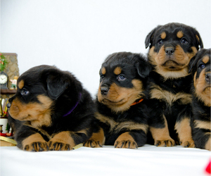 Rottweiler Litter for sale in BAKERSFIELD, CA, USA