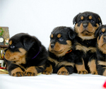 Small Photo #1 Rottweiler Puppy For Sale in BAKERSFIELD, CA, USA
