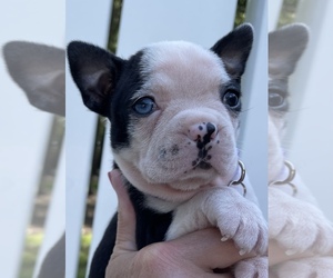 Medium Boston Terrier