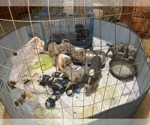 Great Dane Litter for sale in WINCHESTER, IL, USA