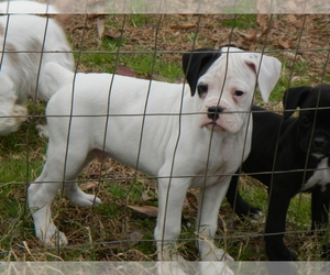 Boxer Litter for sale in BEECH ISLAND, SC, USA