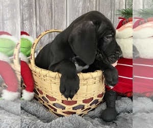 Great Dane Litter for sale in LIMA, OH, USA