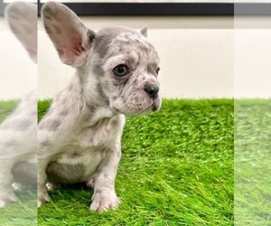 French Bulldog Litter for sale in NEW MILFORD, CT, USA