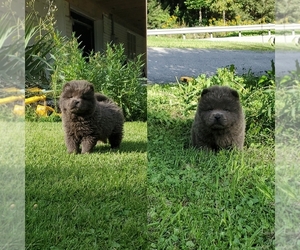Chow Chow Litter for sale in HASTINGS, PA, USA