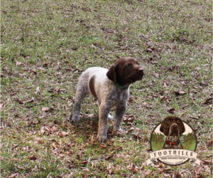 German Shorthaired Pointer Litter for sale in CLARKSVILLE, AR, USA
