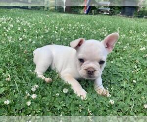 French Bulldog Litter for sale in LEOLA, PA, USA