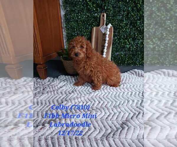 Medium Photo #1 Miniature Labradoodle Puppy For Sale in SHIPSHEWANA, IN, USA