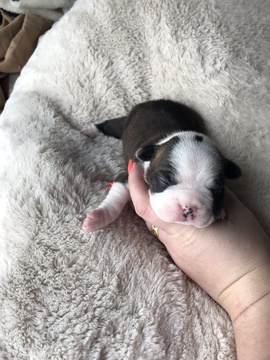 Medium Photo #1 Boston Terrier Puppy For Sale in REXFORD, NY, USA