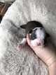 Small Photo #1 Boston Terrier Puppy For Sale in REXFORD, NY, USA
