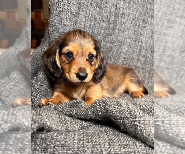 Medium Photo #1 Dachshund Puppy For Sale in NOKOMIS, FL, USA