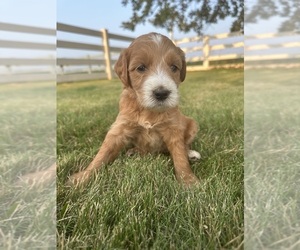 Goldendoodle Litter for sale in FREDERICA, DE, USA