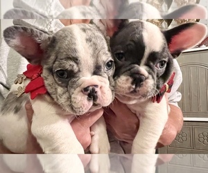 French Bulldog Litter for sale in CHIEFLAND, FL, USA