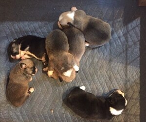 Pembroke Welsh Corgi Litter for sale in JURUPA VALLEY, CA, USA