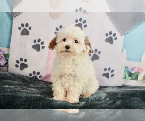 Medium Photo #1 Maltese-Poodle (Toy) Mix Puppy For Sale in WARSAW, IN, USA