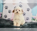 Small Photo #1 Maltese-Poodle (Toy) Mix Puppy For Sale in WARSAW, IN, USA
