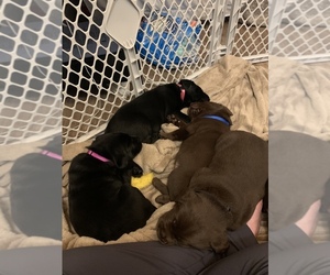 Labrador Retriever Litter for sale in KETTLE FALLS, WA, USA