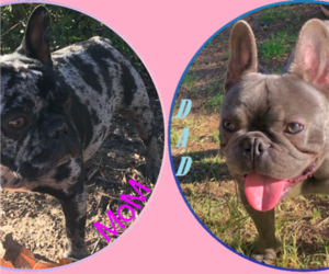 French Bulldog Litter for sale in LANCASTER, CA, USA