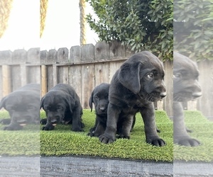 Labrador Retriever Litter for sale in ATWATER, CA, USA