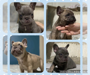 Medium French Bulldog