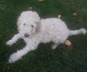 Goldendoodle Litter for sale in PELHAM, NH, USA