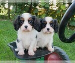 Small Cavalier King Charles Spaniel