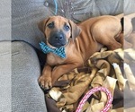 Small Photo #1 Rhodesian Ridgeback Puppy For Sale in LEANDER, TX, USA
