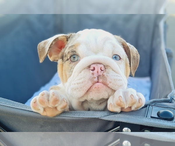 Medium Photo #1 English Bulldog Puppy For Sale in RIVERSIDE, CA, USA