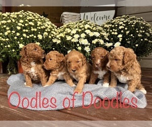 Goldendoodle (Miniature) Litter for sale in KIMMELL, IN, USA