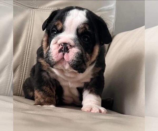 Medium Photo #1 English Bulldog Puppy For Sale in ARNOLD, MO, USA
