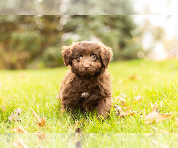 Medium Photo #1 Miniature Australian Shepherd-Poodle (Toy) Mix Puppy For Sale in WARSAW, IN, USA