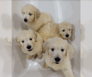 Goldendoodle Litter for sale in BROOMFIELD, CO, USA