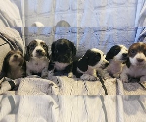 Dachshund Litter for sale in MEDFORD, OR, USA
