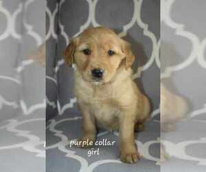 Golden Retriever Litter for sale in WEST CONCORD, MN, USA