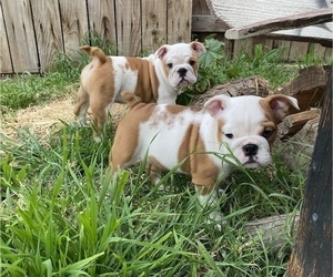 English Bulldog Litter for sale in WEST HOLLYWOOD, CA, USA