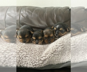 Biewer Yorkie-Yorkshire Terrier Mix Litter for sale in CITRUS HEIGHTS, CA, USA