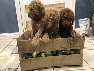 Goldendoodle Litter for sale in CRAWFORDSVILLE, IN, USA