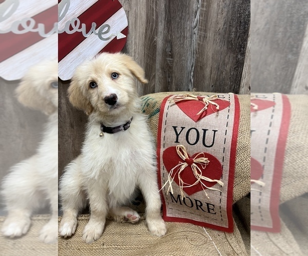 Medium Photo #1 Aussiedoodle Puppy For Sale in HAYDEN, AL, USA