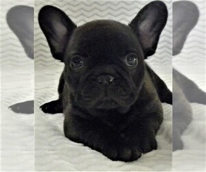 French Bulldog Litter for sale in REDMOND, OR, USA
