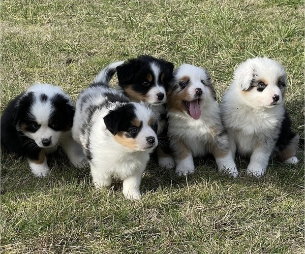 Medium Photo #1 Miniature Australian Shepherd Puppy For Sale in VERNONIA, OR, USA