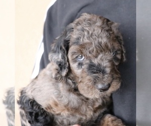 Goldendoodle-Poodle (Standard) Mix Litter for sale in GOLDSBY, OK, USA