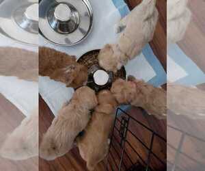 ShihPoo Litter for sale in SPRING HILL, FL, USA