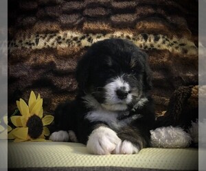 Bernedoodle Litter for sale in CLARE, MI, USA