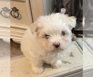 Maltese Litter for sale in FUQUAY VARINA, NC, USA