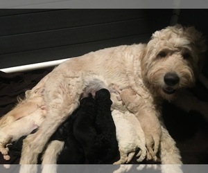 Goldendoodle Litter for sale in REDDING, CA, USA